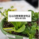 다사리행복평생학교 원예수업 후기,채소정원, 감정수업, 슬로우 원예 테라피