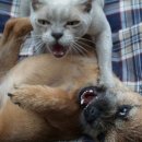 개와고양이 이미지