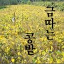 금노다지