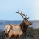 인정상회 이미지