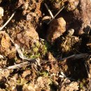 비늘우산대이끼 이미지