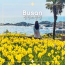 신평공원 | 부산 수선화 명소 등극! 기장 신평소공원 실시간 주차