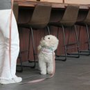 펫시터(반려견) 자격증 과정 이미지