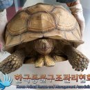 서울 성북구 길거리에서 발견 된 대형 거북이.jpg 이미지