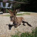 슈렉목장 이미지