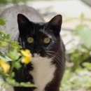 털뭉치들 이미지