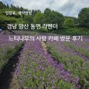 1515 | 1515.느티나무의 사랑 카페 라벤다 꽃/정원 카페 / 두구동 가볼만한 카페/라벤더 카페