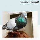 비둘기집 이미지
