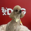핫!Dog 이미지