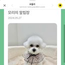 우아댕댕 이미지