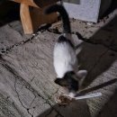 업둥이 이미지