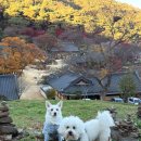 강화 애견 동반 독채펜션 캠린스테이 내돈내산 후기(+전등사 애견 동반)