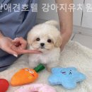 부산애견호텔 강아지유치원 펫퍼센트&코모네하우스 | 부산강아지분양 부산애견호텔 강아지유치원 펫퍼센트 코모네하우스 자신있게 소개하는 곳