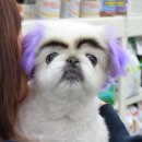 안양펫애견용품할인마트 이미지