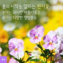 화사한 아름다움과 영양분을 선물하는 봄의 꽃 '팬지' 이미지