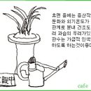 한국춘란의 정월(01월)달 배양과 관리 이미지