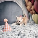 블루랙돌 이미지