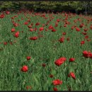 통영세계문화콘텐츠 공연 이미지