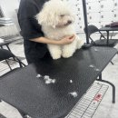 춘천애견미용학원 이미지