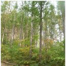 김진홍의원 | 정선 민둥산(12. 10. 6)인기백대명산 제55위