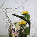 화훼장식기능사 이미지