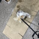 그루밍 멈머 이미지