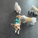 댕스히얼 이미지