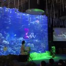 해운대 가볼만한곳 해운대 아쿠아리움 , SEA LIFE 부산아쿠아리움 할인 및 리얼 후기