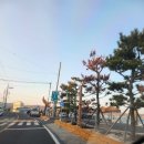 감포조개구이 | 경주 문무대왕릉 일출 명소! 감포 바다 위 수중왕릉 후기 감포해수욕장 조개구이