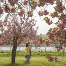 ◆(사진)미사리경정공원 겹벚꽃 & ◆화성과 철쭉 이미지