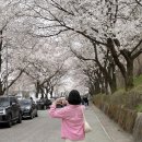 꽃망울피아노 앞 | 4월 충북 가볼만한 곳 2026 제천 청풍호 벚꽃축제 일정 실시간 개화율 주차 근처 맛집