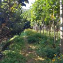 황칠농장 이미지