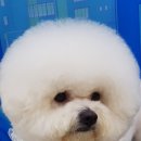 개님은 털빨 이미지