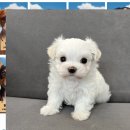 음성 강아지보호센터 강아지무료분양소 너무 만족