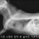 24시 스마트동물병원(신사본원) 이미지