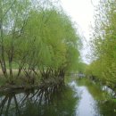 버드나무 이미지