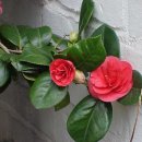 참선진녹즙 이미지