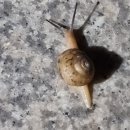 달팽이의하루 이미지