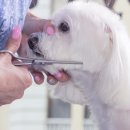 유지네 애견미용샵 이미지