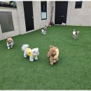 놀러왔댕 이미지