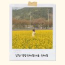 상맹방1리마을회관 | 삼척맹방유채꽃축제, 눈앞에 펼쳐진 노란 카펫 (04.19 개화 상태)