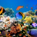 세계 제일의 해중 보물 - 호주의 대보초[Great Barrier Reef] 이미지