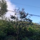 괴목민박 이미지