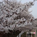 단대로 | 천안 벚꽃 명소 4곳 다녀온 후기 ( feat. 원성천 불당천 단대호수 북일고)