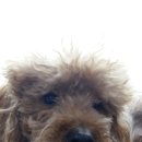 민 동물병원(동물미용) 이미지