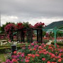 장미공원 이미지