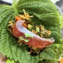 평창약수송어회 이미지