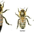 꿀벌의 생태와 습성 이미지