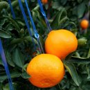 건영농장 이미지