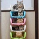 아이러브 캣 이미지